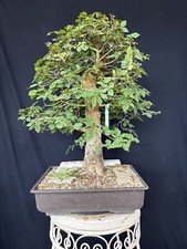 Feldulme Bonsai Prebonsai