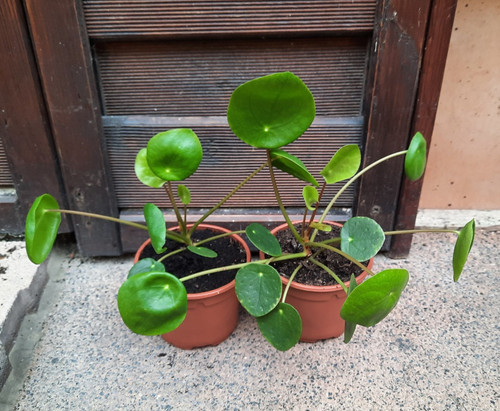 Jungpflanzen pilea - -,