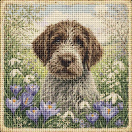 Korthals griffon welpe hund - griffon,