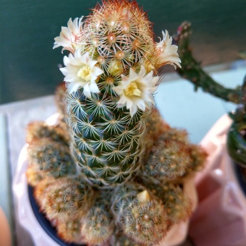 Damenfinger mammilaria - damenfinger, "mammilaria