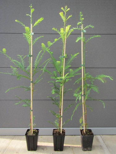 Sequoia sempervirens - ,