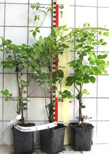 Akebia quinata seltene - quinata,