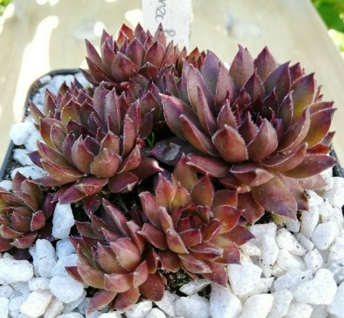 Sempervivum bronze pastell - sempervivum,