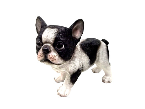 Bulldogge bull dogge hund - dogge,