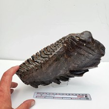 XL Mammut Backenzahn