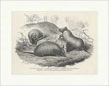 Gürtelthiere G. Mützel Zoo Schuppen Panzer Panzer Kugelgürtel Holzstich E 18838