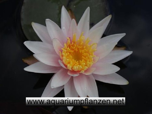 Zwergseerose sorte michael - 1,
