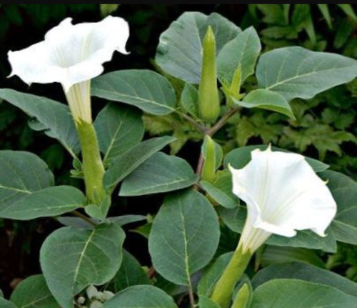 Datura stechapfel - datura,