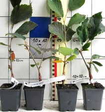 Zaubernuß ,  orange blühende Sorte   "Jelena " , veredelte Pflanze im Topf !