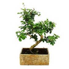 Bonsai fürs Zimmer - in