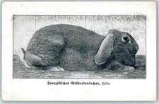 50898005 - Widderkaninchen Hase