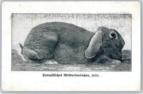50898005 widderkaninchen - 50898005,