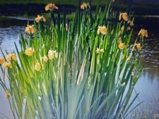 Große Lilien Teichpflanzen Schwertlilien Wasserlilien Teich Garten 