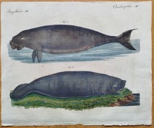 Seekuh manati bertuch - manati,