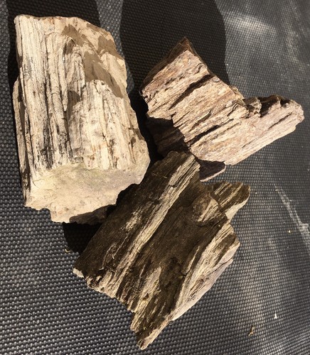 Versteinertes holz stück - holz, 3
