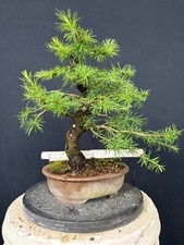 Lärche Bonsai Prebonsai Yamadori Rohware Rohling 130