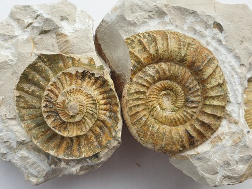 Traum fossilienstufe super - fossilienstufe,