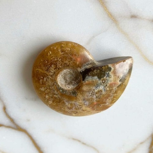 Ammonit fossil schnecke - fossil,