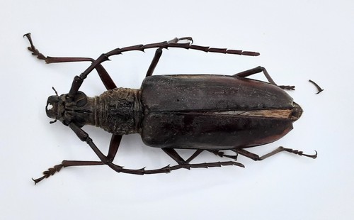 Cerambycidae hoplocerambyx - cerambycidae,,
