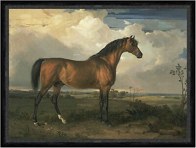Eagle celebrated stallion - a,