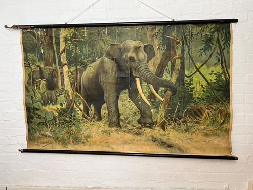 Antik wilhelm kuhnert elefant - wilhelm,