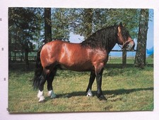 AK Postkarte Pferde, deutsche Karte ohne Verlagsangabe, Kaltblut-Hengst