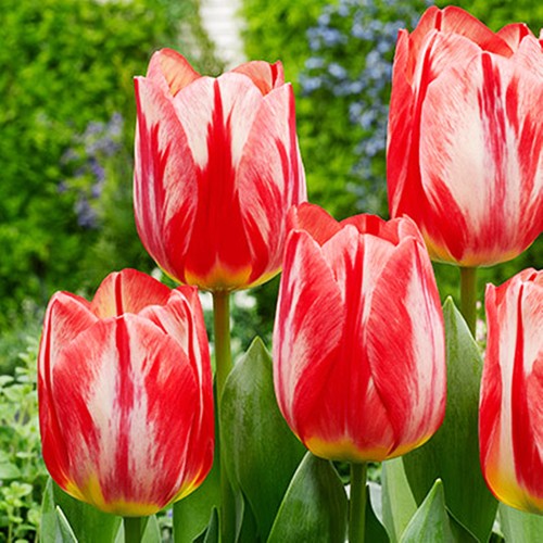 Tulpen blumenzwiebeln zwiebeln - blumenzwiebeln,