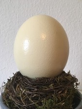 Straussenei leer mit Loch oben als Vase etc XL Ei Osterei Natur vom Vogel Strauß