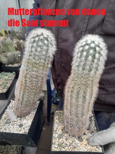 Stück echinocereus - stück,