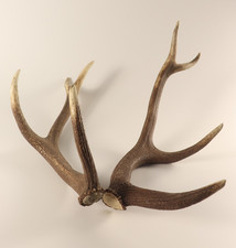 Abwurfstangen Geweihstangen