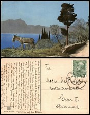 Photochromiekarte Stimmungsbild Natur Esel vor Berglandschaft mit Esel 1911