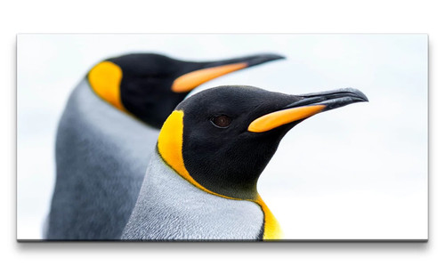 120x60cm leinwandbild pinguine - 120x60cm,