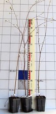 Betula nigra  -  Schwarzbirke
