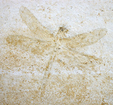 Malm  Aeschnopsis sp.  Seltene