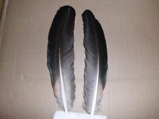 2  schwarz-bunte Pfauenfedern