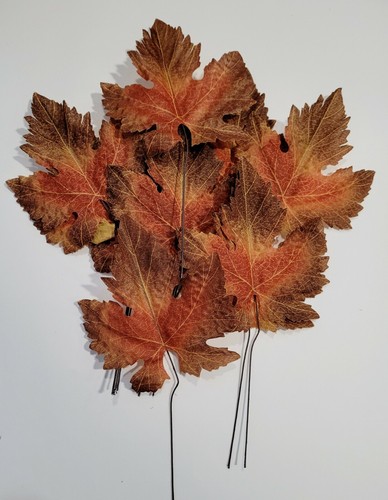 Weinblätter blatt herbst - 18, x