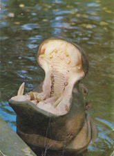 Wildlife * Zoo *  NILPFERD