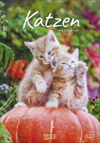 Katzen 2027 wandkalender mit - katzen,