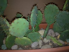 Blattkaktus -Opuntia -Ableger
