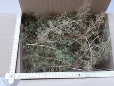 Seemoos/ Meerschaum für