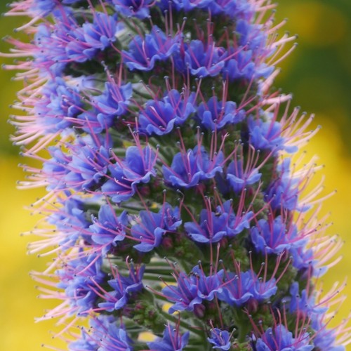 1000 samen natternkopf echium - 1000,