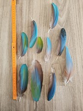 10 x grün blau türkis ??? Papageienfeder Ara Vogelfeder Traumfänger basteln 