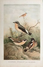 Antiker Druck von 1893