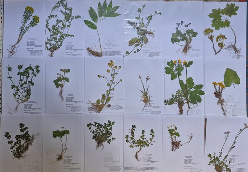Herbarium pflanzen mit - 30,