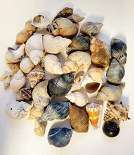 Konvolut Schneckenmuschel Stachel-Kegel-Wellhorn-Tulpen-Mond-Apfel u.ä Aquarium 