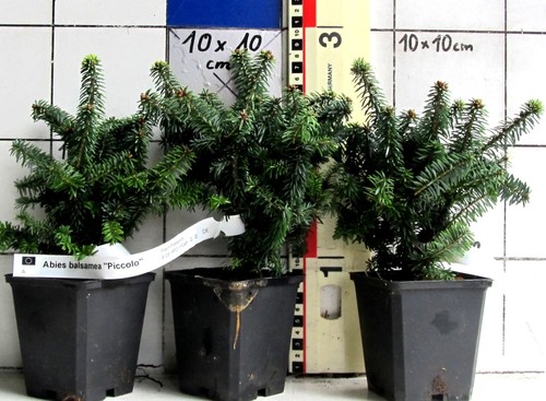 Abies balsamea piccolo zwerg - piccolo,