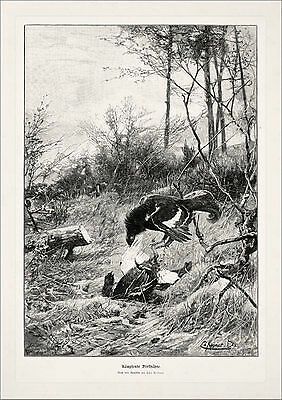 Jagdbild kämpfende birkhähne - kÄmpfende,