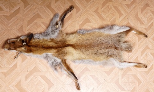 Schönes fuchsfell fox fur - schönes,