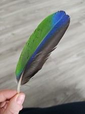 15 cm bunte 💚💙🩶 Vogelfeder Papageienfeder Feder Papagei Edelpapagei Makel 