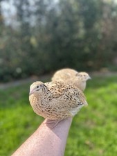 Bruteier Wachteln - Legewachteln - große Linie sehr zahme Genetik